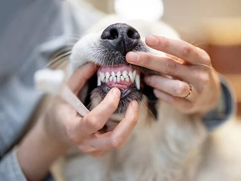 Dog Teeth Cleaning Important