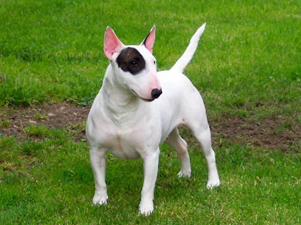 English Bull Terrier