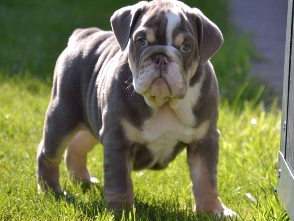 English Bulldog