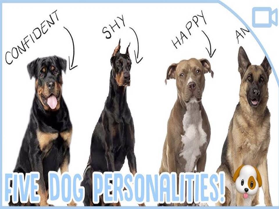 Four Dog Personalities