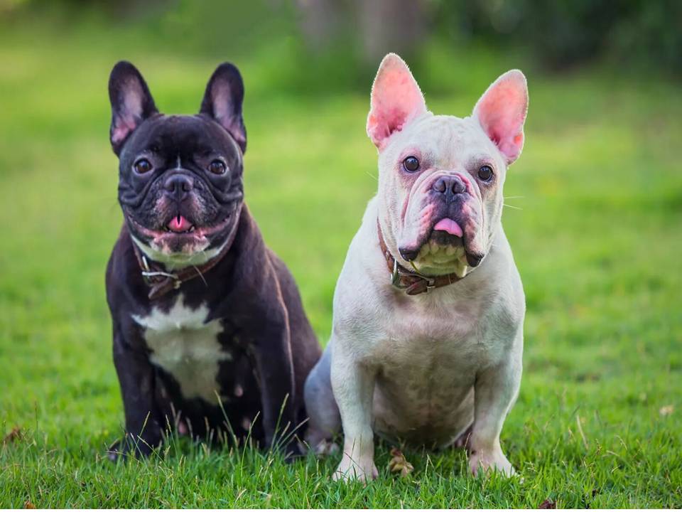 French Bulldogs