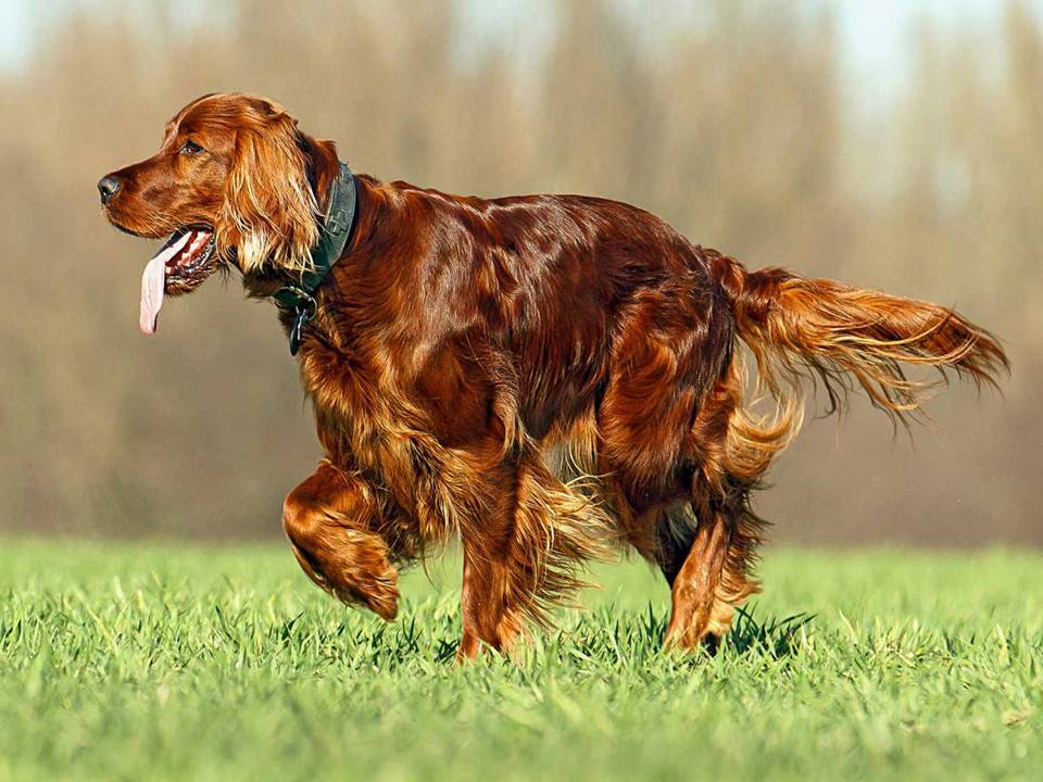 Irish Setter Running in Grass