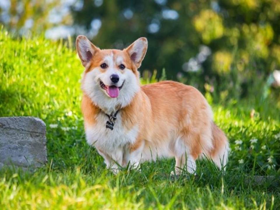 Pembroke Welsh Corgi out in the Fields