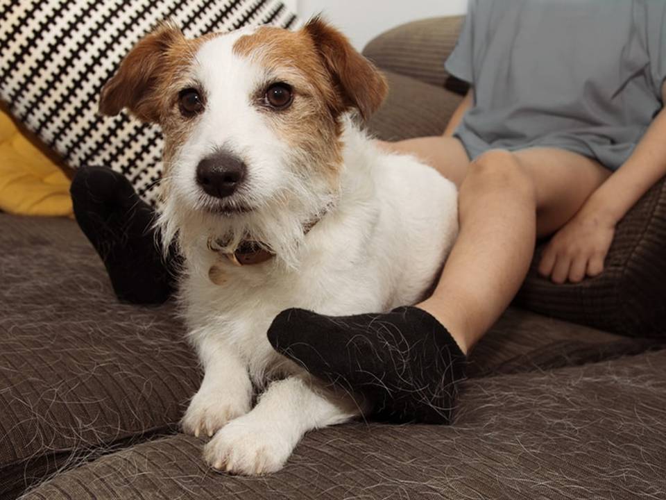 Russell Terrier on a Sofa