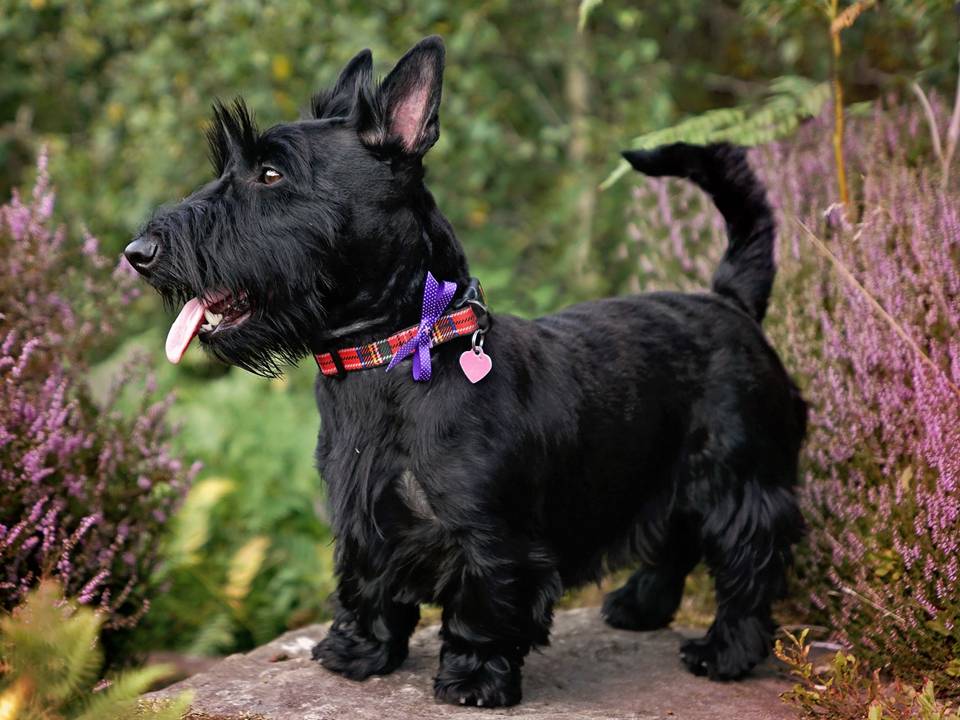 Scottish Terrier Outside