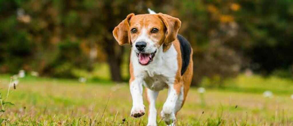 The Beagle Dog