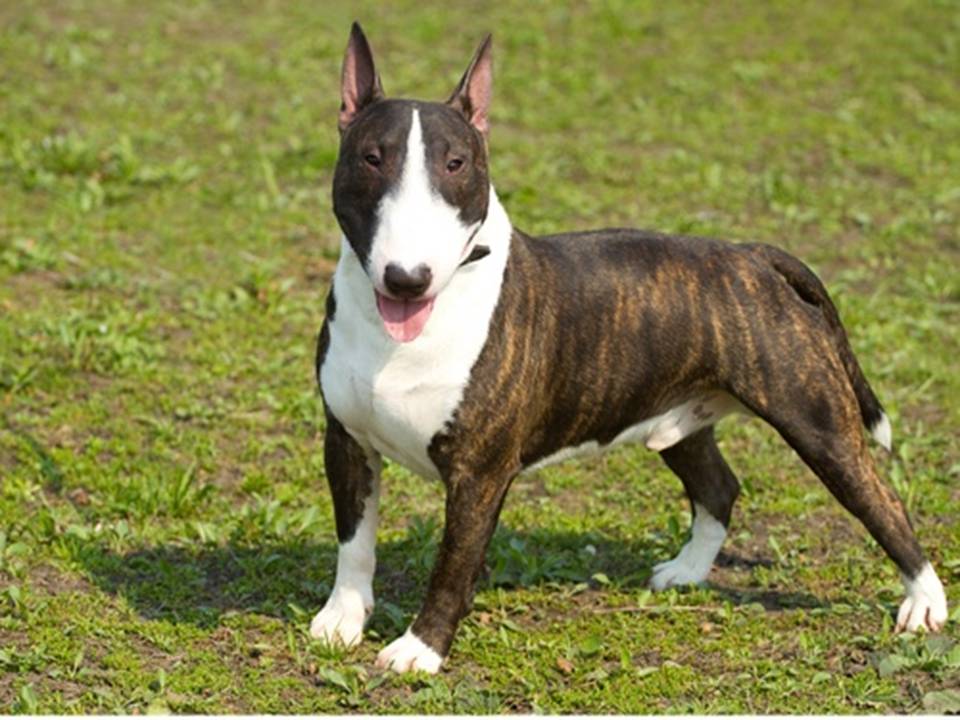 The Bull Terrier