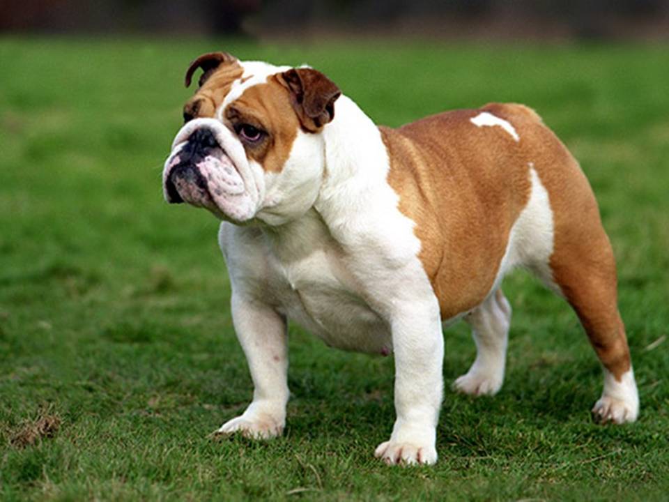 The English Bulldog