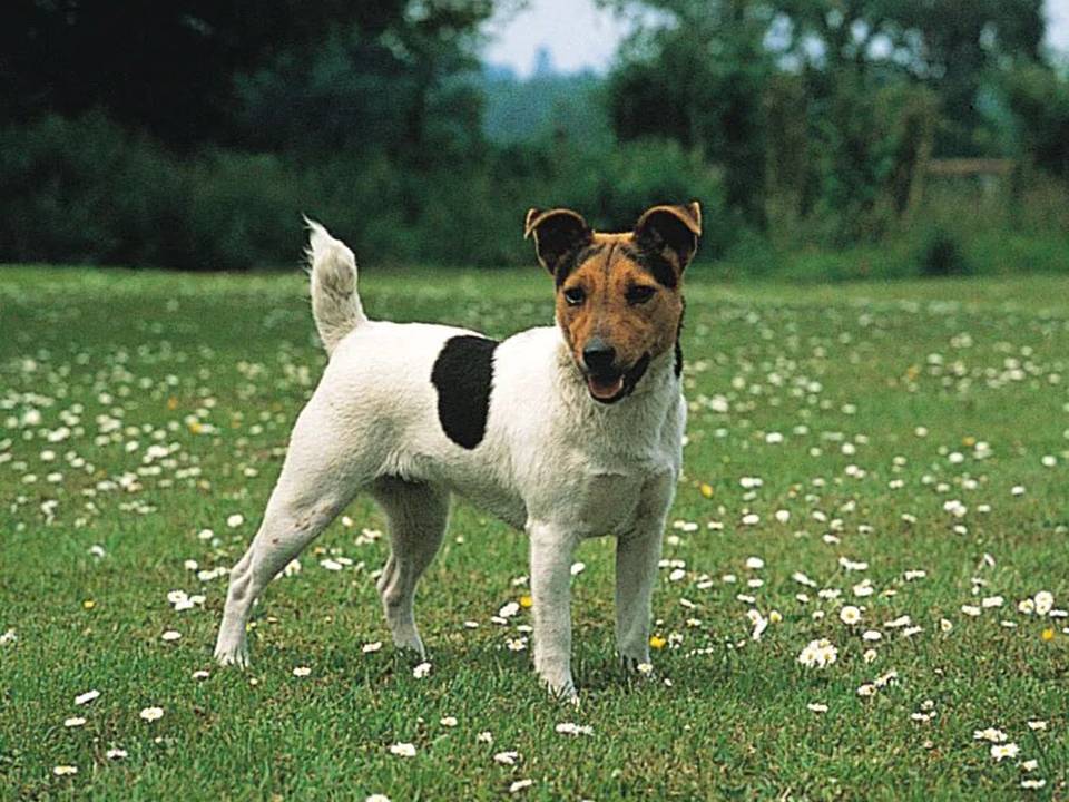 The Jack Russell Terrier