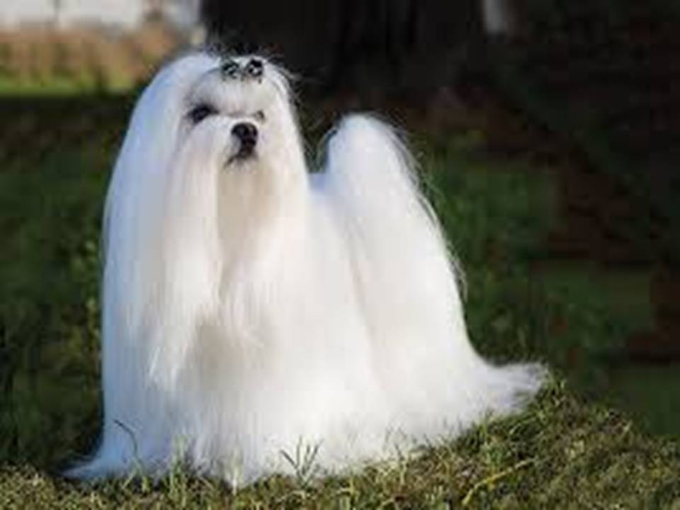 The Maltese Dog