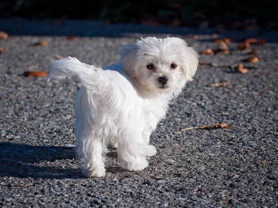 The Maltese Puppy Looking Back