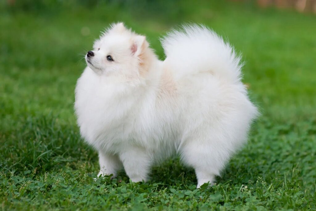 The Pomeranian Dog