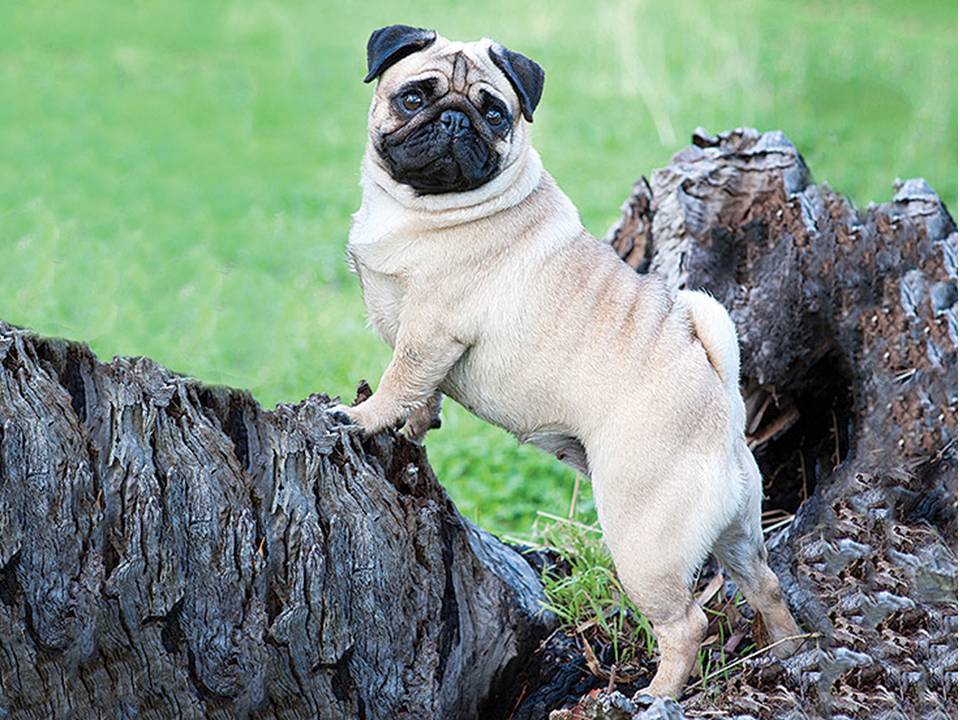 The Pug Dog