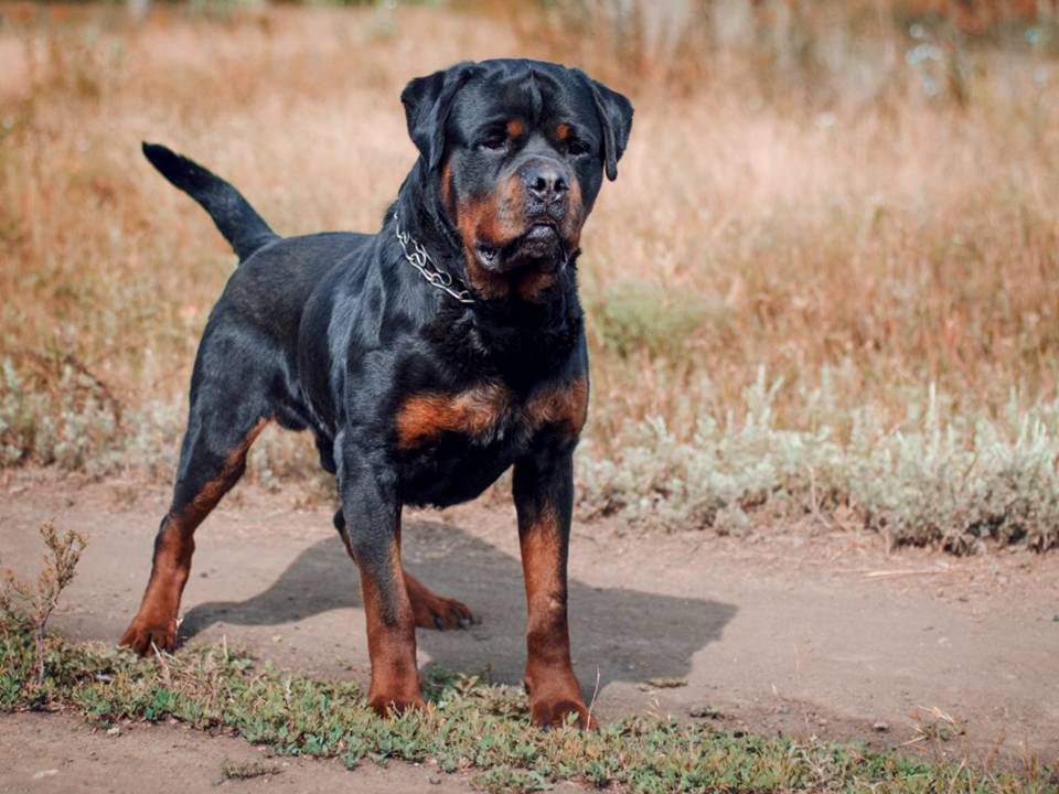 The Rottweiler