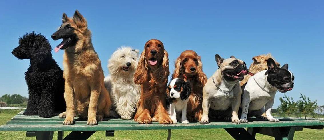 The Most Popular Dog Breeds