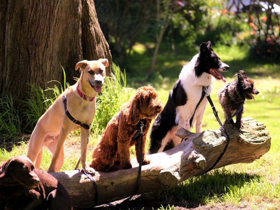 Top Dog Breeds in New Zealand