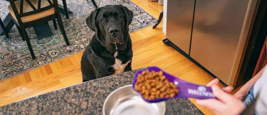 how much food to feed your dog