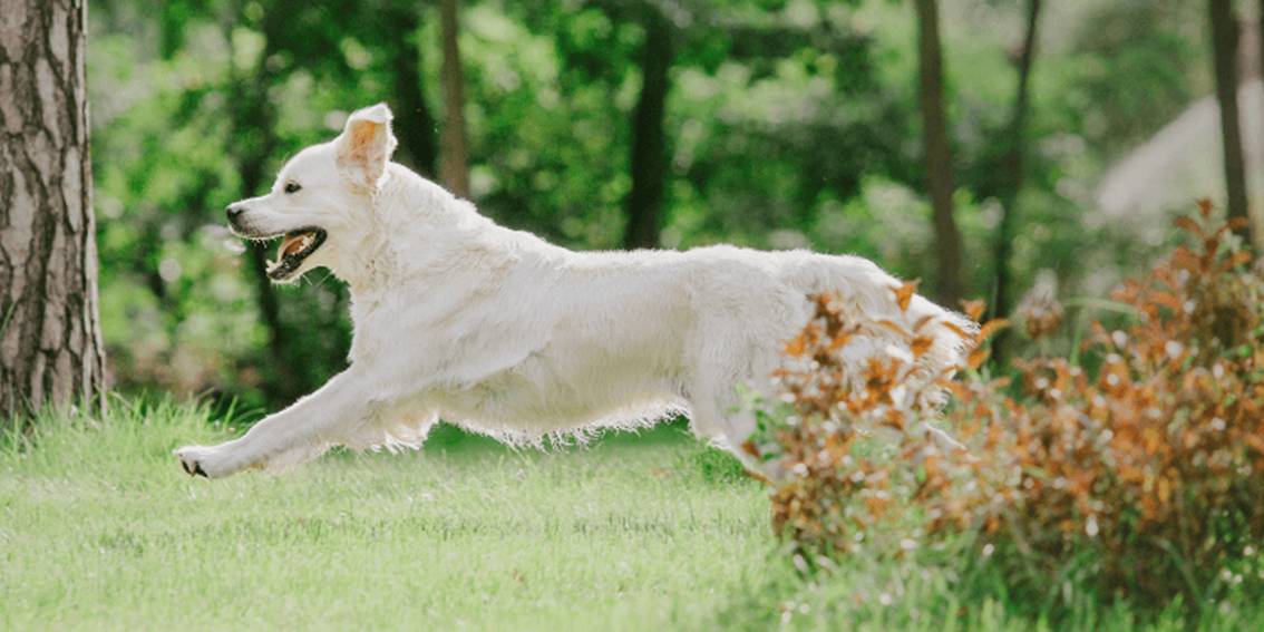 How to Make Sure Your Dog is Healthy
