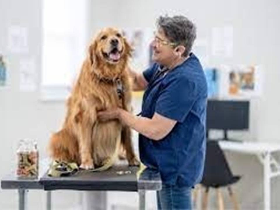 Regular Pet Visit