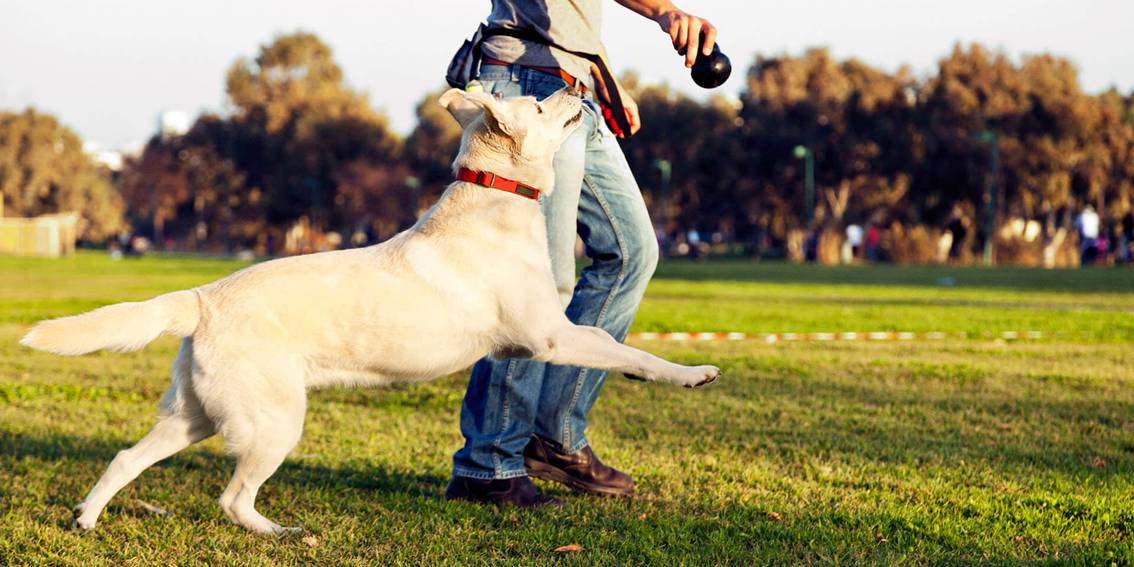 Why my Dog won’t come to me When I Called