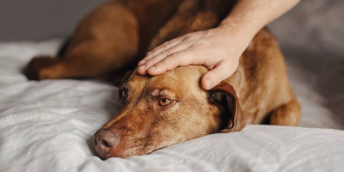 Seizures: One of the Most Common Neurological Conditions Dogs Can suffer from