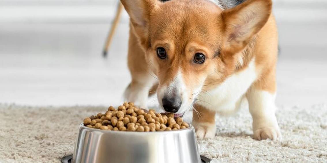 The Perfect Diet for Dogs: A Journey through the Evolution of Dog Nutrition over Time