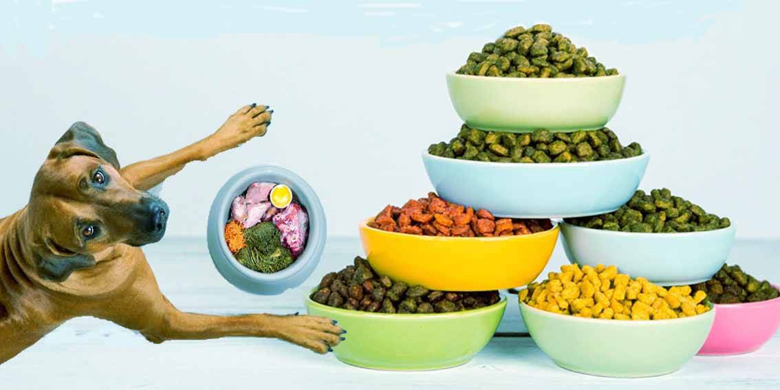 Food Pyramid for Dogs: A Balanced Approach to Nutrition