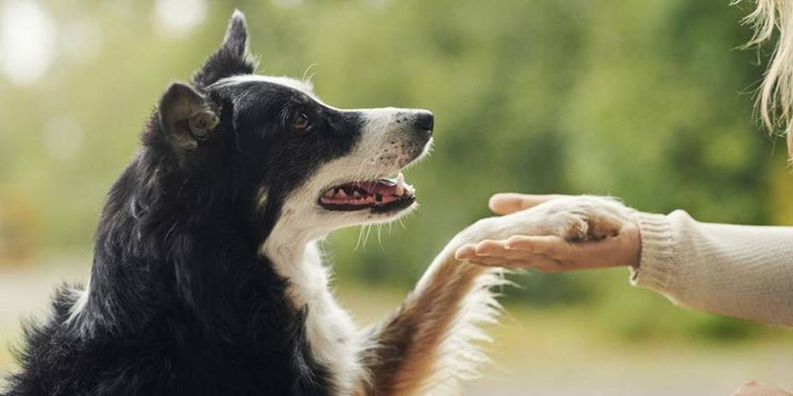 True Understanding of your Dog Goes Beyond Recognizing their Breed