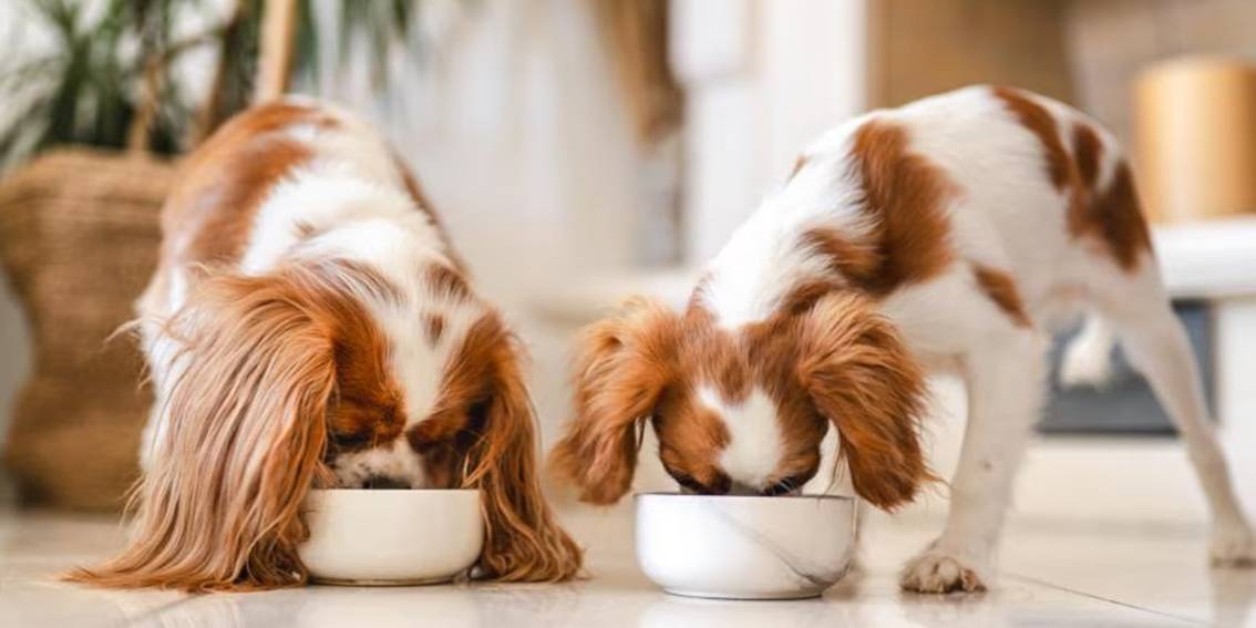 Wet Food for Dogs: A Nutritious and Delicious Option