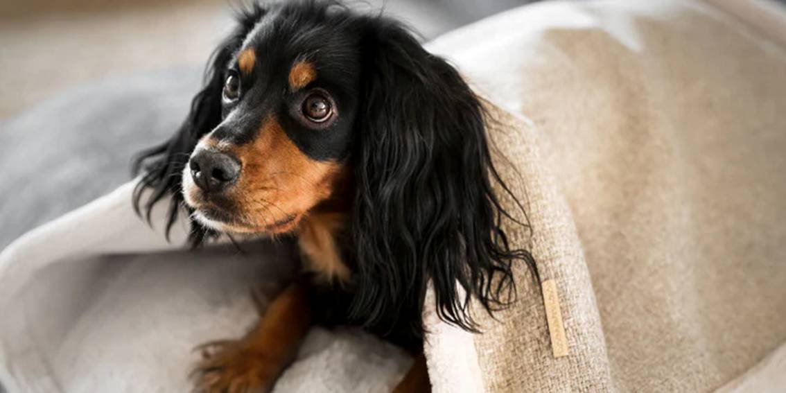 Keep Your Dog in Tip Top Shape this Winter