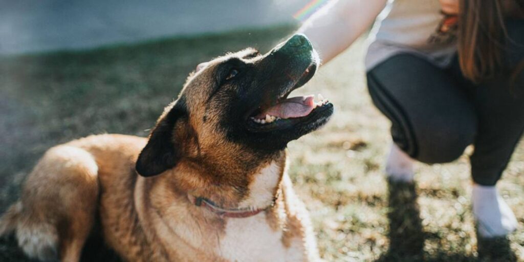 Understanding Your Dog Body Language