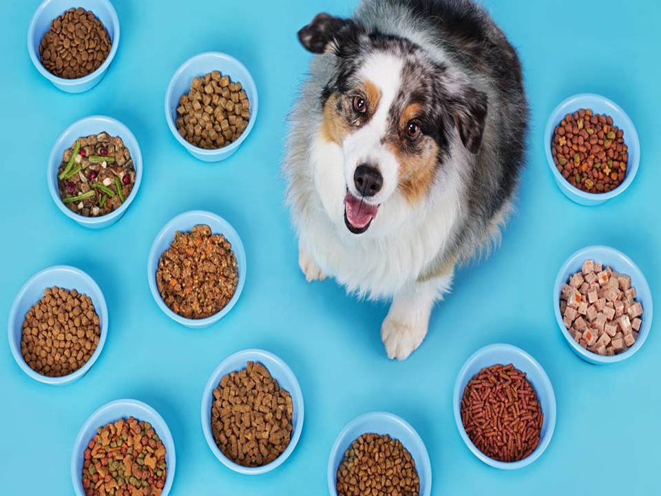 What is Really in your Dogs Food