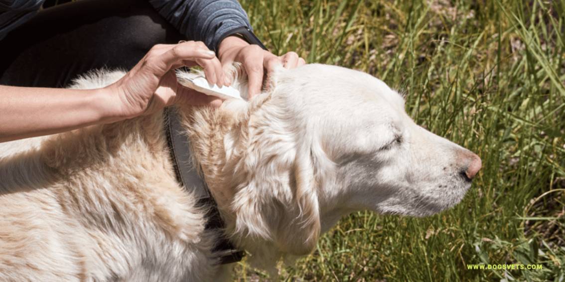 Keep Your Dog Safe from Ticks: A Complete Guide