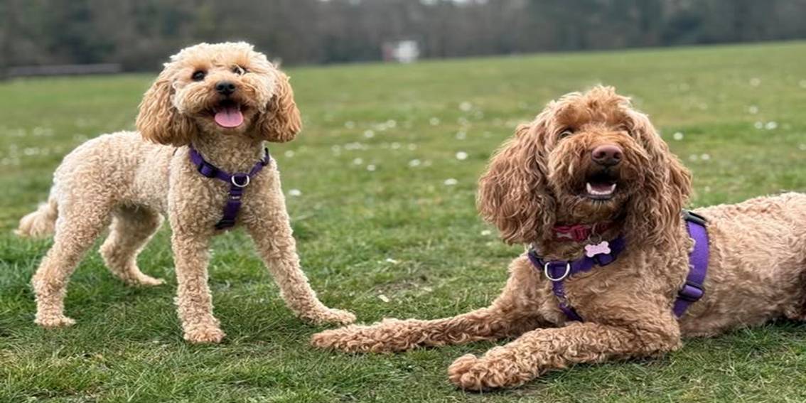What does it really mean to rescue a dog?