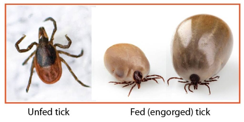 Ticks