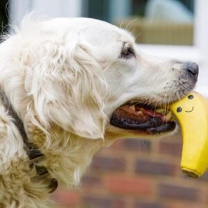 Petface Latex Banana Soft Chew Dog Toy, Large (Pack of 1) | Durable Latex, Soft on Gums, Fun Squeaker, Bright Yellow Design, for Large Breeds